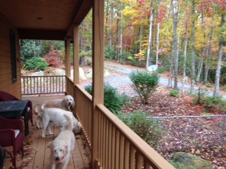 dogs on porch fall treefrog