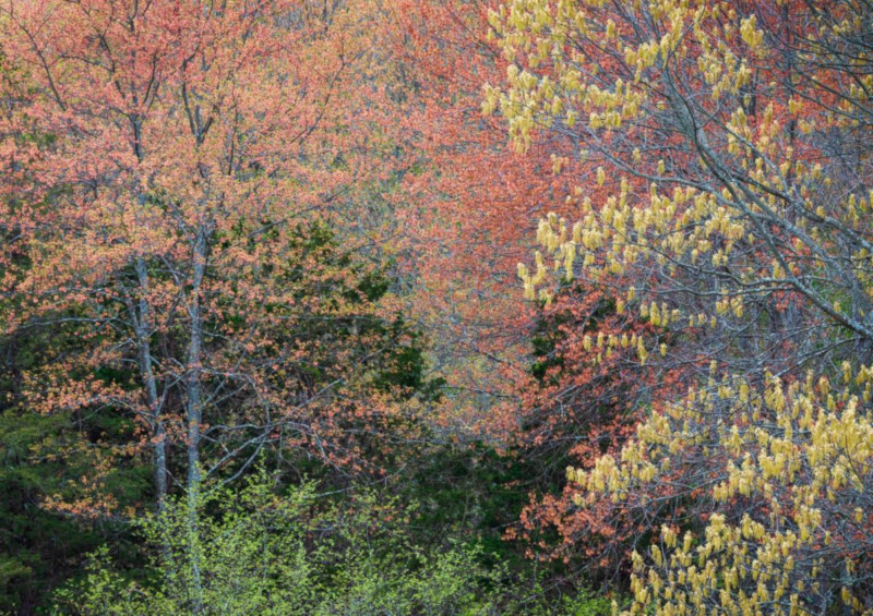 dw_fall_foliage.jpg