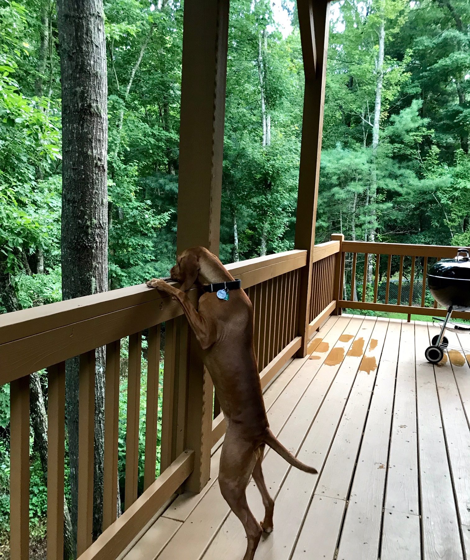 What Our Guests say Brevard NC Cabin Rentals + Dog Friendly Vacations